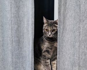 Preview wallpaper cat, gray, pet, window, curtains