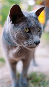 Preview wallpaper cat, gray, portrait, animal, blur