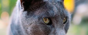 Preview wallpaper cat, gray, portrait, animal, blur