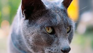 Preview wallpaper cat, gray, portrait, animal, blur