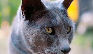 Preview wallpaper cat, gray, portrait, animal, blur