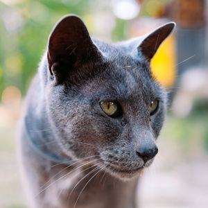 Preview wallpaper cat, gray, portrait, animal, blur