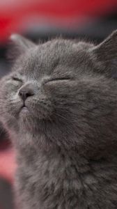 Preview wallpaper cat, gray, sleeping