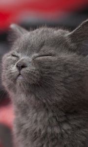 Preview wallpaper cat, gray, sleeping