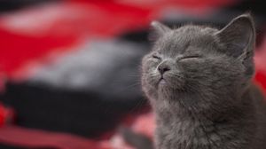 Preview wallpaper cat, gray, sleeping