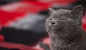 Preview wallpaper cat, gray, sleeping