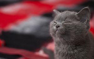 Preview wallpaper cat, gray, sleeping