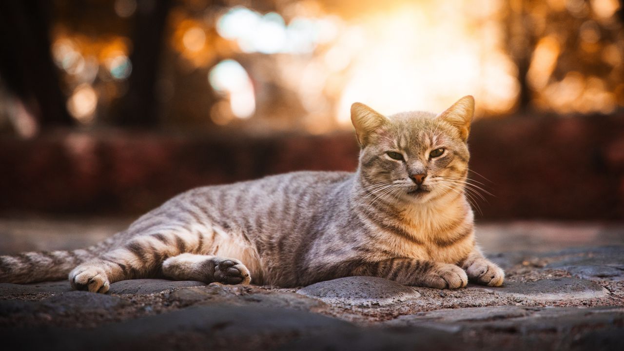 Wallpaper cat, gray, striped, cute, pet