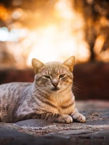 Preview wallpaper cat, gray, striped, cute, pet