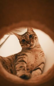 Preview wallpaper cat, gray, striped, funny, pet