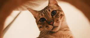 Preview wallpaper cat, gray, striped, funny, pet