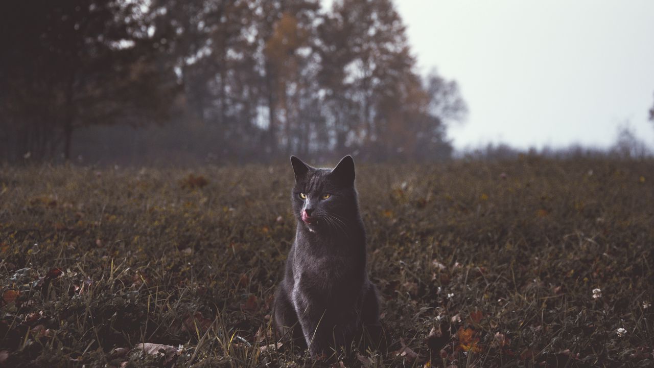 Wallpaper cat, gray, walk, grass