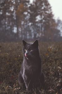 Preview wallpaper cat, gray, walk, grass