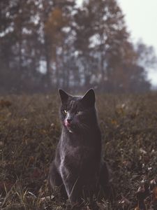 Preview wallpaper cat, gray, walk, grass
