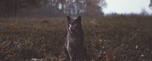 Preview wallpaper cat, gray, walk, grass