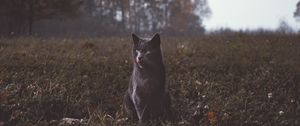 Preview wallpaper cat, gray, walk, grass