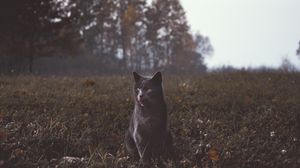 Preview wallpaper cat, gray, walk, grass