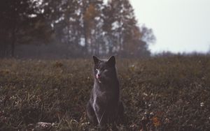 Preview wallpaper cat, gray, walk, grass