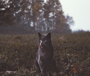 Preview wallpaper cat, gray, walk, grass