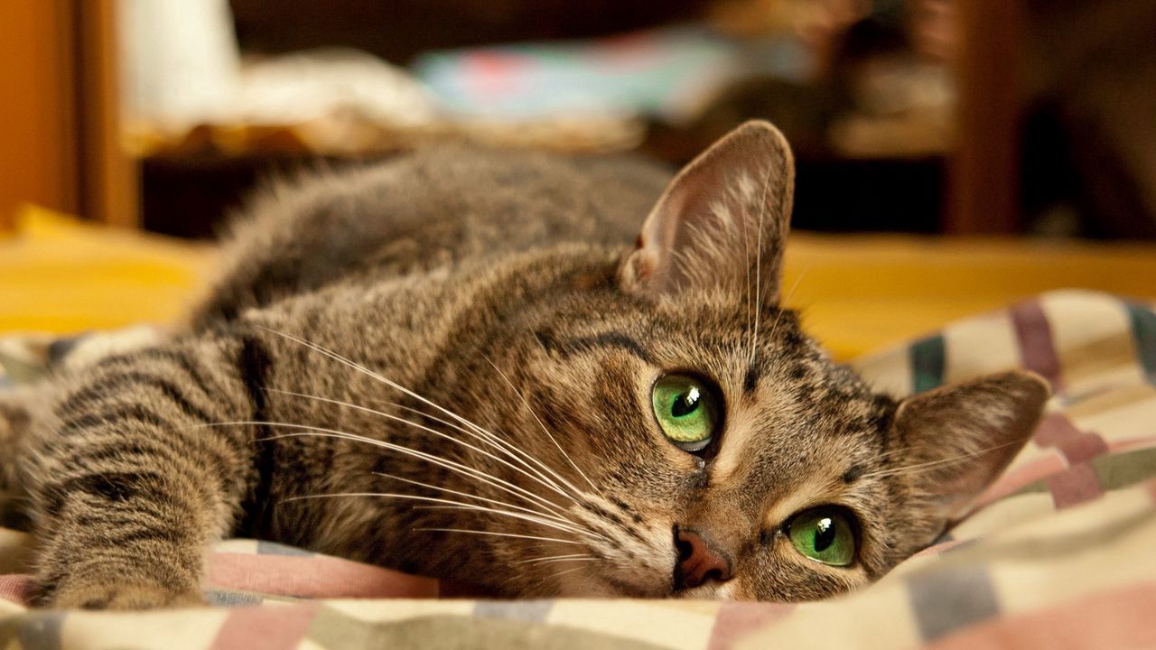 Wallpaper cat, green eyes, face, lie, striped