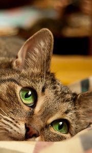 Preview wallpaper cat, green eyes, face, lie, striped