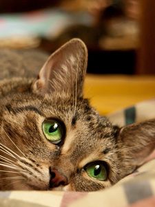 Preview wallpaper cat, green eyes, face, lie, striped