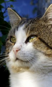 Preview wallpaper cat, green, leaves, fall, look, eyes, mustache