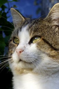 Preview wallpaper cat, green, leaves, fall, look, eyes, mustache