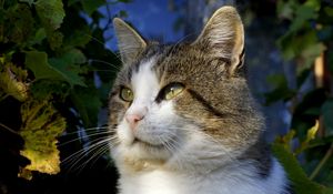 Preview wallpaper cat, green, leaves, fall, look, eyes, mustache