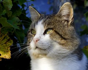 Preview wallpaper cat, green, leaves, fall, look, eyes, mustache