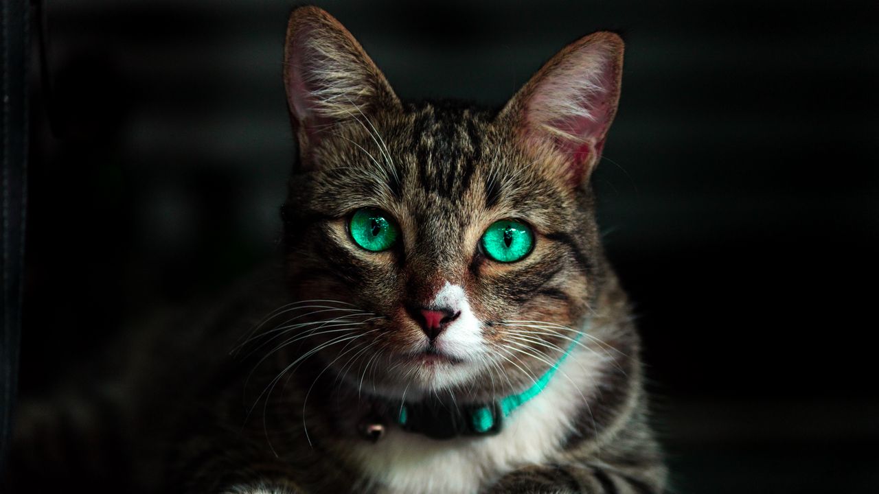 Wallpaper cat, green-eyed, beautiful, look