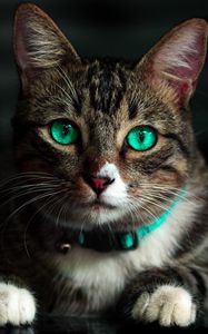 Preview wallpaper cat, green-eyed, beautiful, look