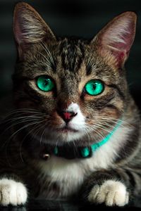 Preview wallpaper cat, green-eyed, beautiful, look