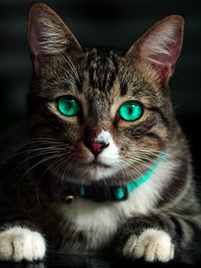 Preview wallpaper cat, green-eyed, beautiful, look