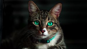 Preview wallpaper cat, green-eyed, beautiful, look