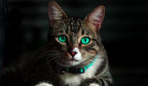 Preview wallpaper cat, green-eyed, beautiful, look