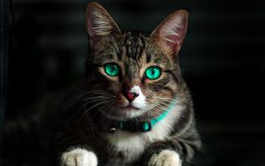 Preview wallpaper cat, green-eyed, beautiful, look