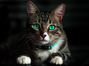 Preview wallpaper cat, green-eyed, beautiful, look