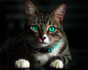 Preview wallpaper cat, green-eyed, beautiful, look