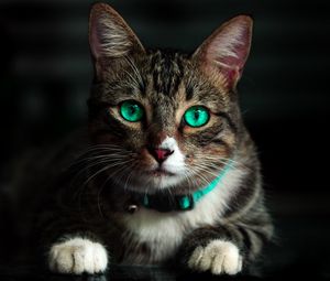 Preview wallpaper cat, green-eyed, beautiful, look