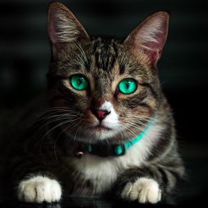 Preview wallpaper cat, green-eyed, beautiful, look