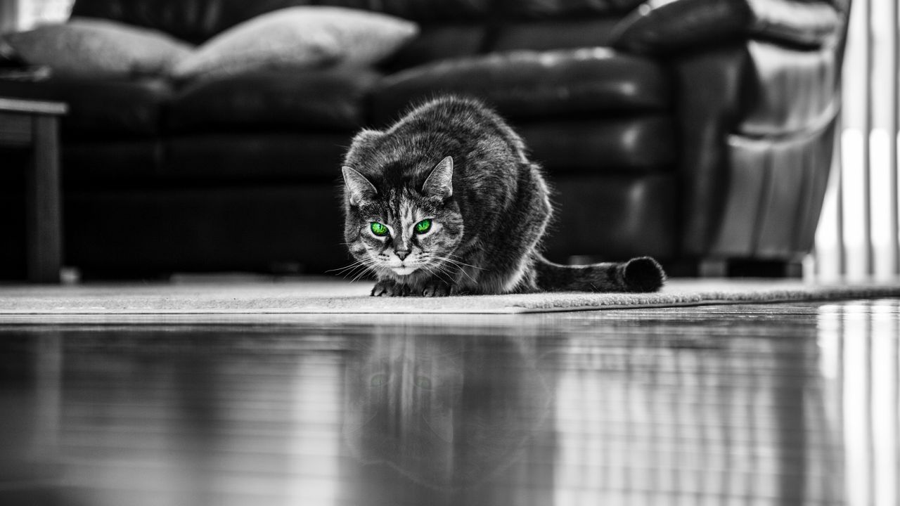 Wallpaper cat, green-eyed, bw