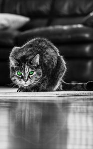 Preview wallpaper cat, green-eyed, bw