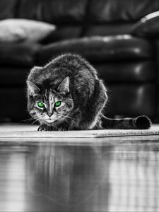 Preview wallpaper cat, green-eyed, bw