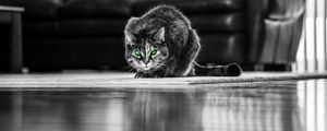 Preview wallpaper cat, green-eyed, bw