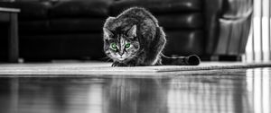 Preview wallpaper cat, green-eyed, bw