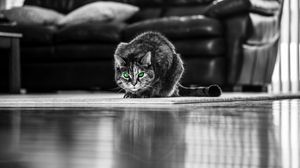 Preview wallpaper cat, green-eyed, bw