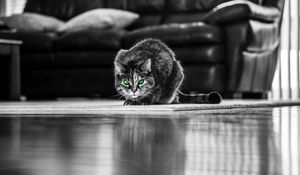 Preview wallpaper cat, green-eyed, bw