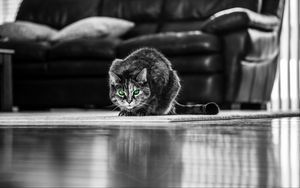 Preview wallpaper cat, green-eyed, bw