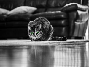 Preview wallpaper cat, green-eyed, bw